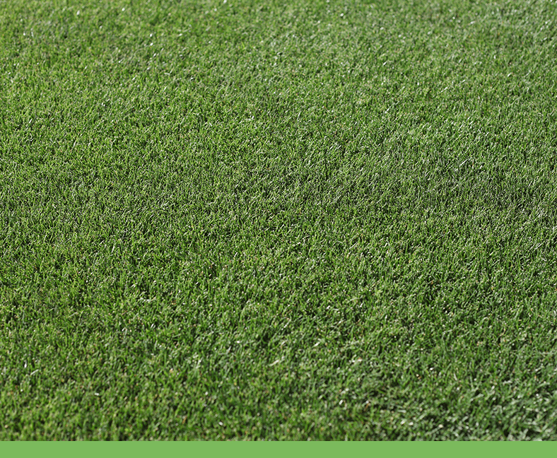 Rye Grass Perenne